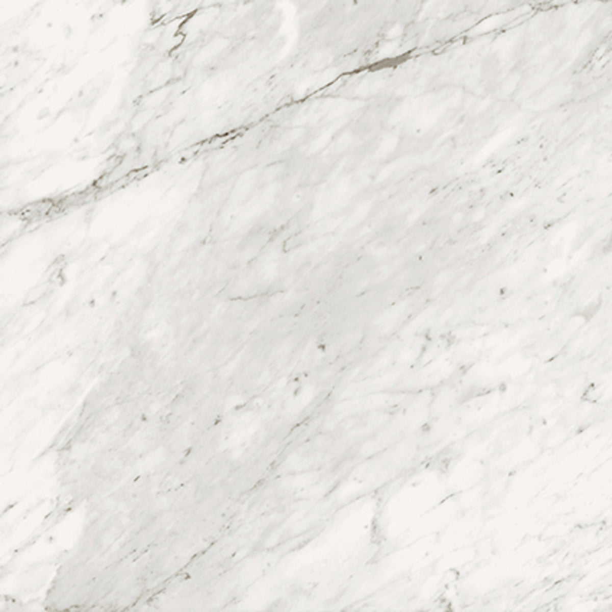 Trilogy in Carrara Classic 24x48 Tile