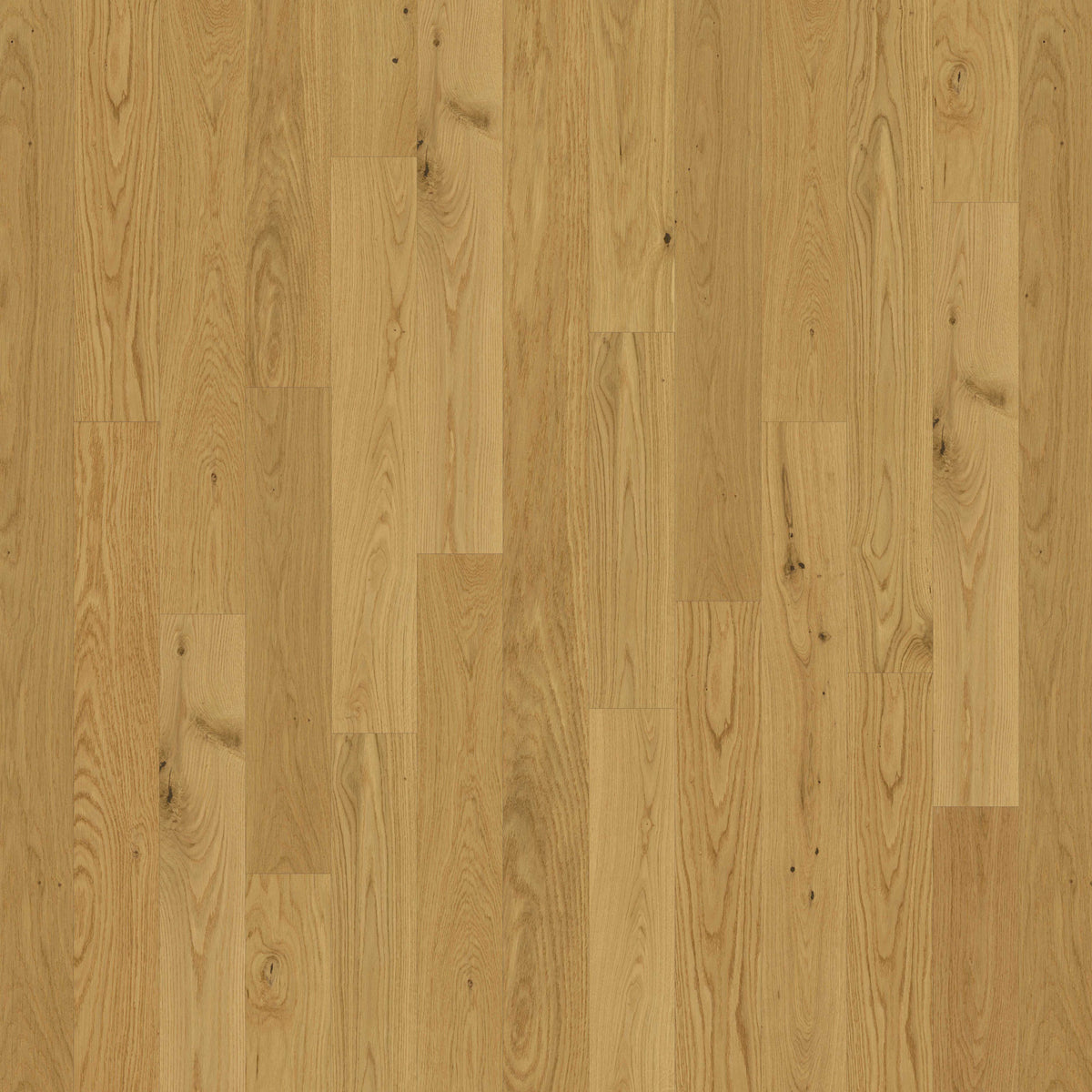 Backlands in Rio Grande Hardwood
