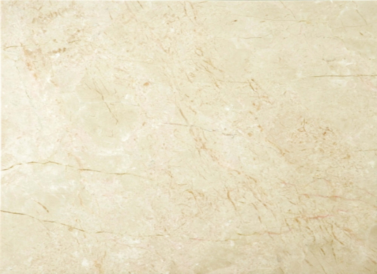 Marble in Crema Marfil Classico 12" X 24"