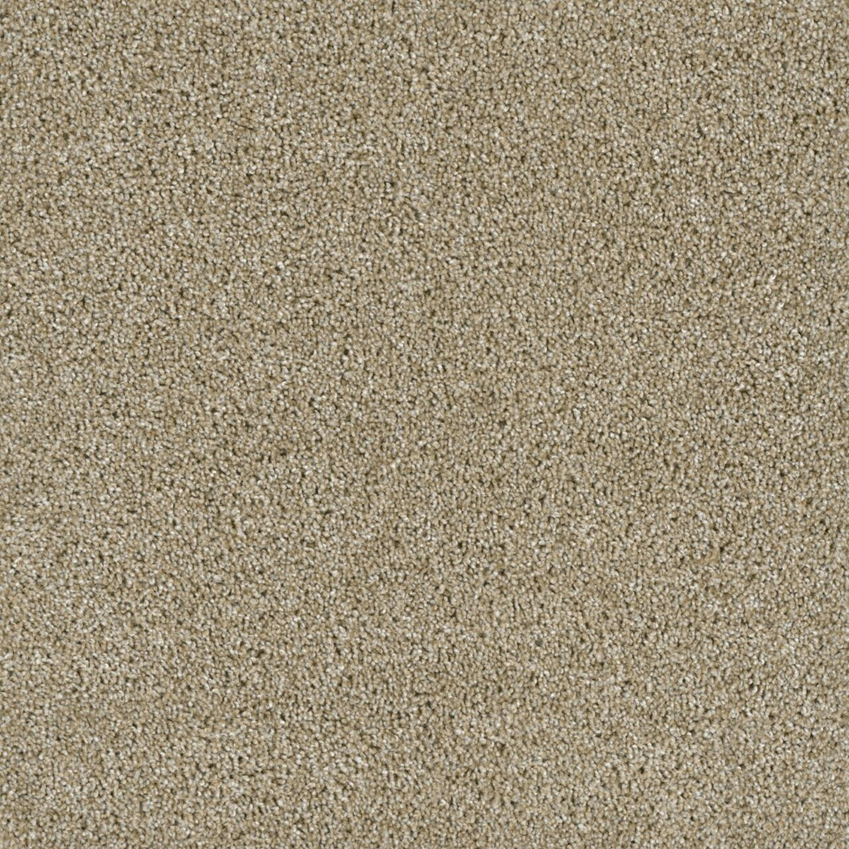 Accolade in Outback Carpet