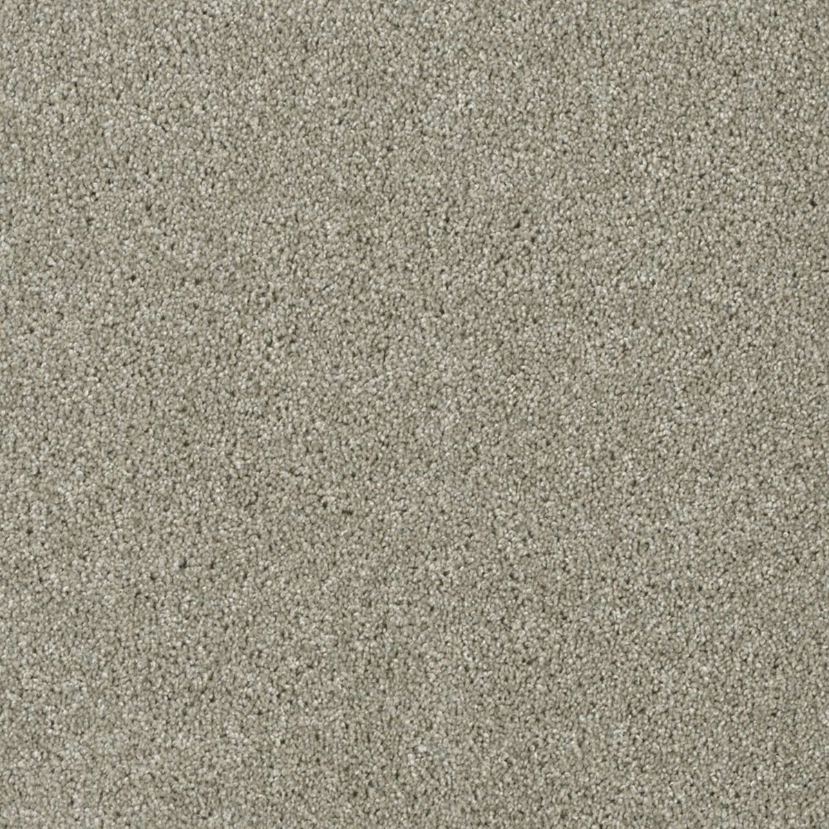 Tigris in Jet Stream Carpet