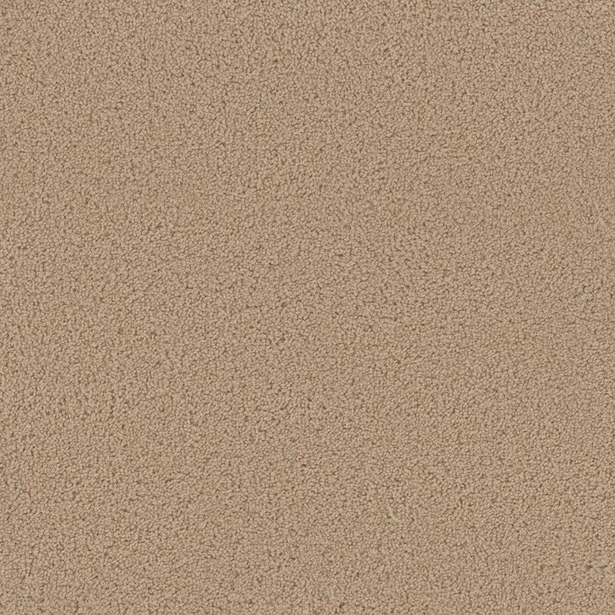 BROADCAST PLUS in Cookie Dough Carpet