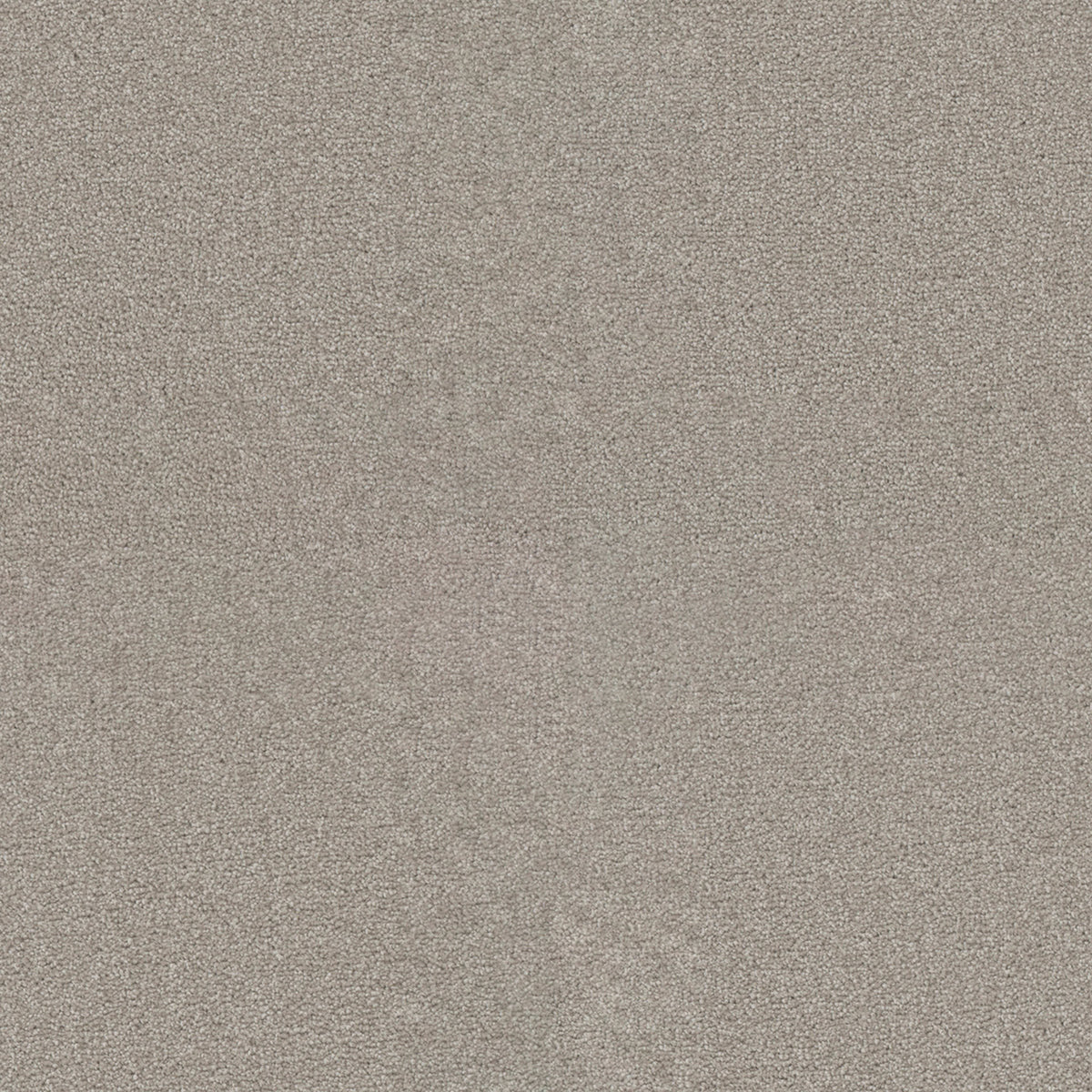Star Struck in Silver Lining Carpet