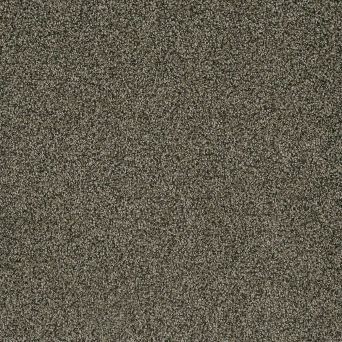 Brazen II in Smokestack Carpet