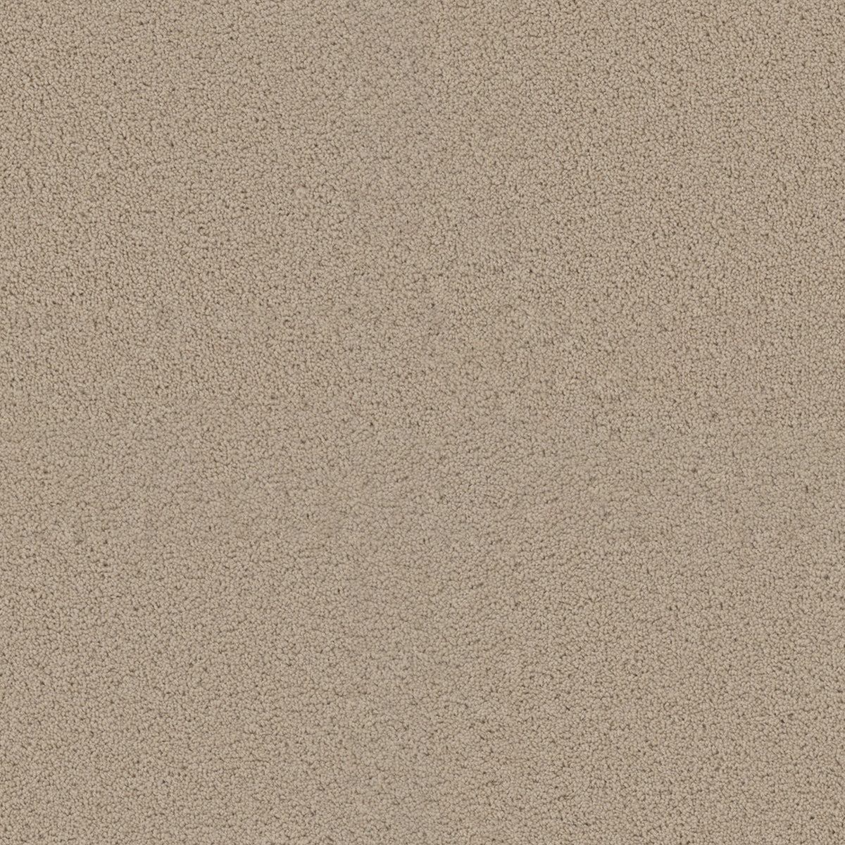 EXCEPTIONAL II in Eggshell Carpet