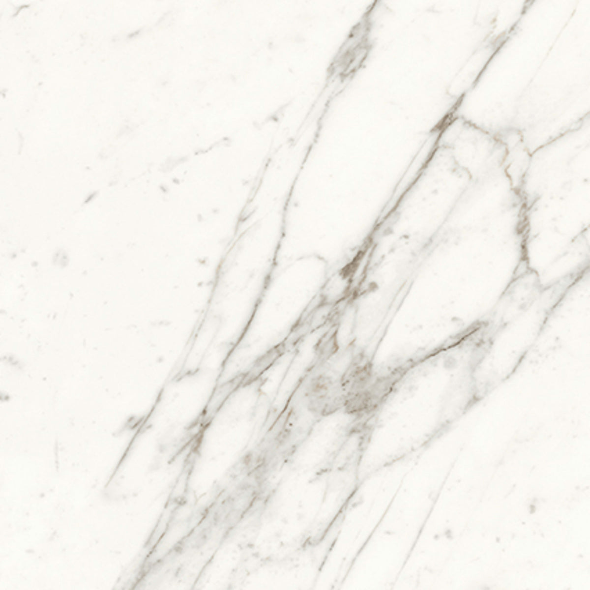 Trilogy in Calacatta 12x24 Tile