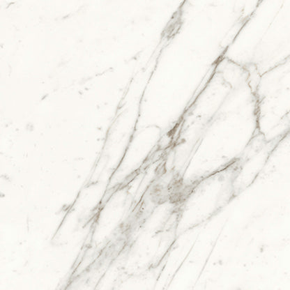 Trilogy in Calacatta 12x24 Tile