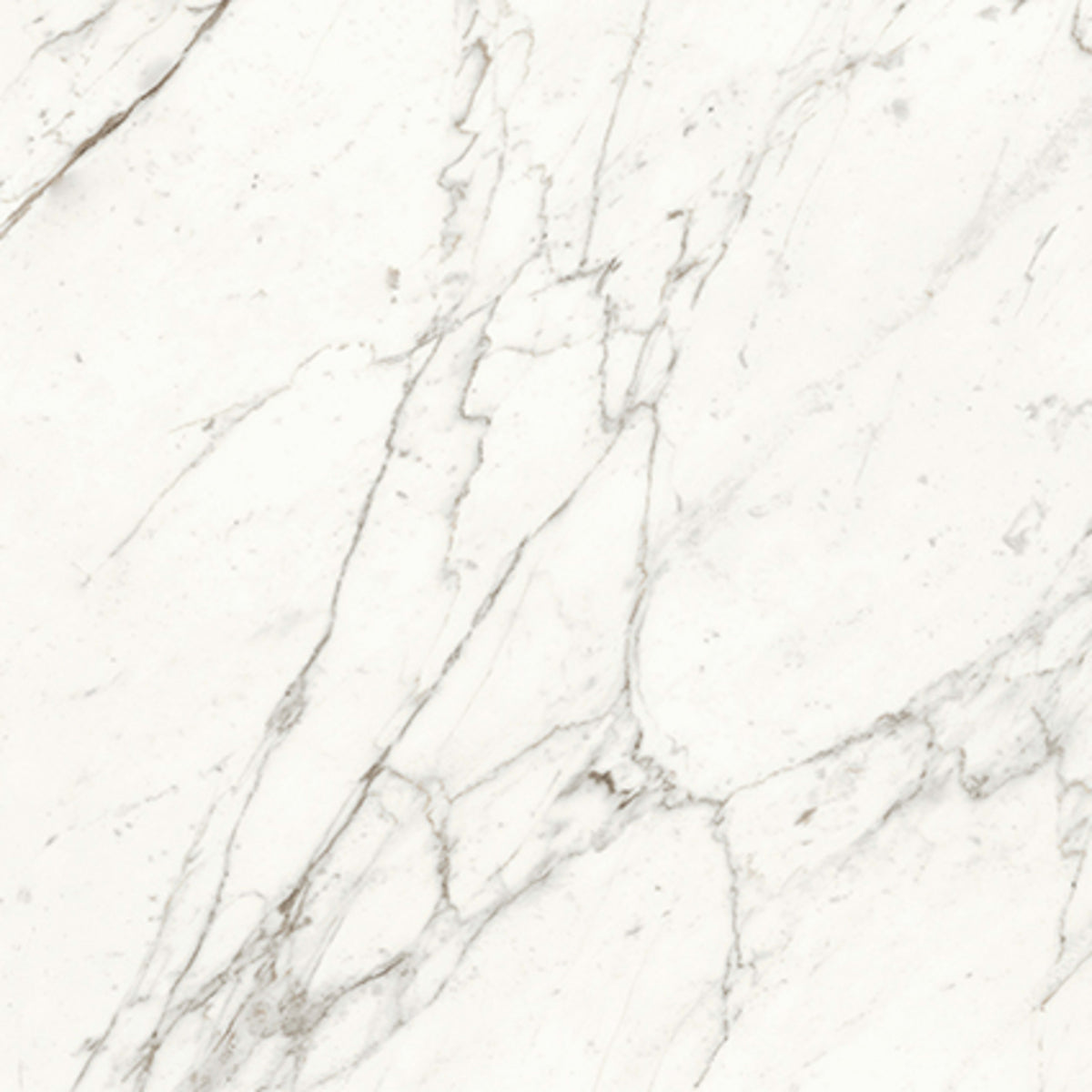 Trilogy in Calacatta 24x48 Tile