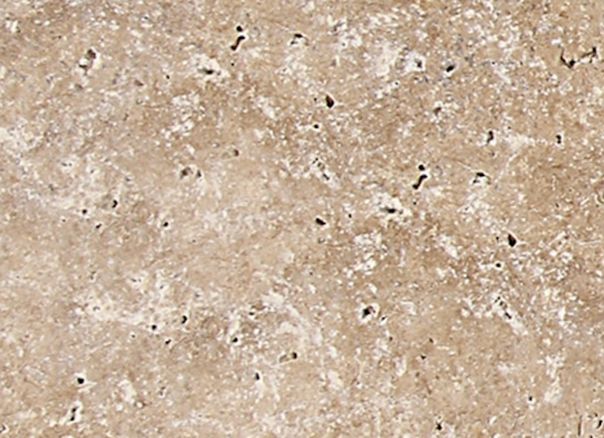 Travertine Collection in Light Noche 3x6