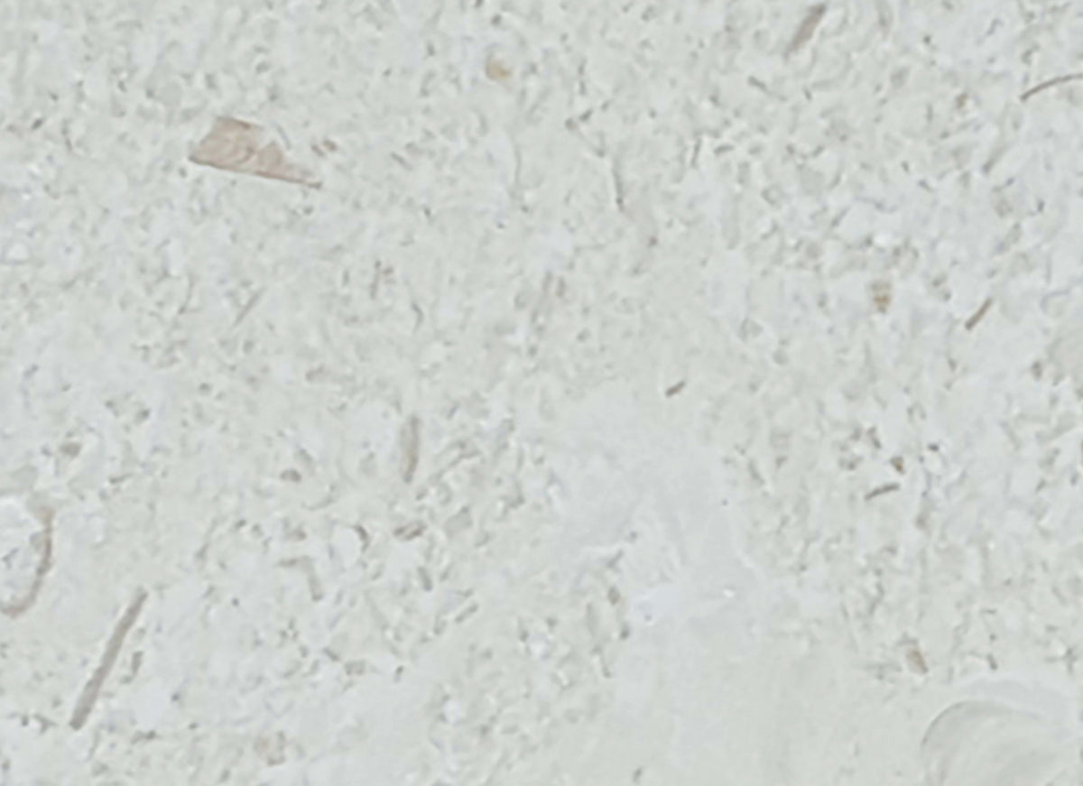 Sand Key in Shell Stone 4x8