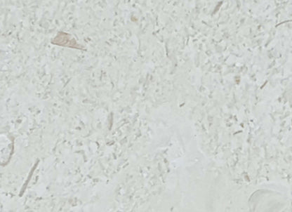 Sand Key in Shell Stone 4x8