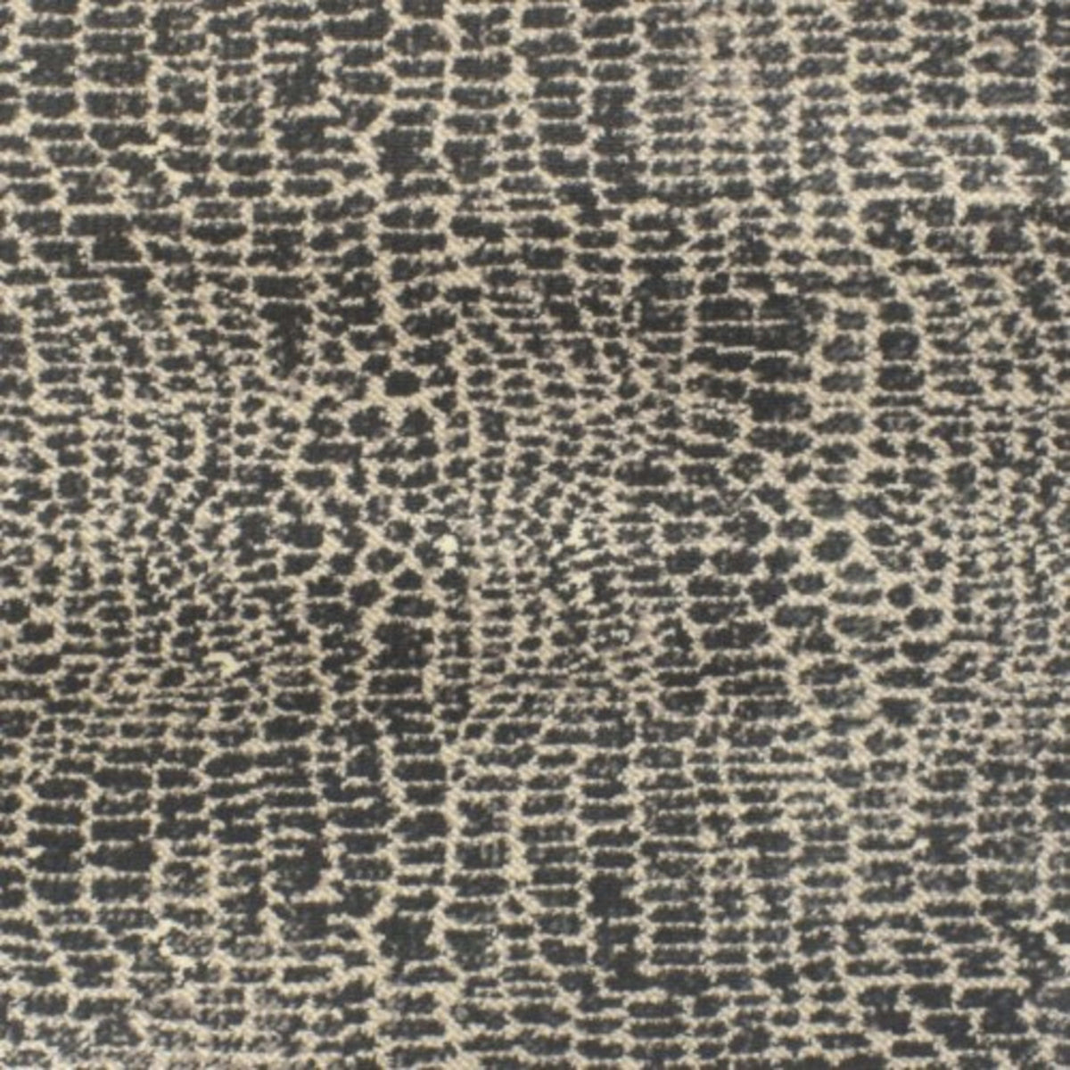 Fuego in Avid Carpet
