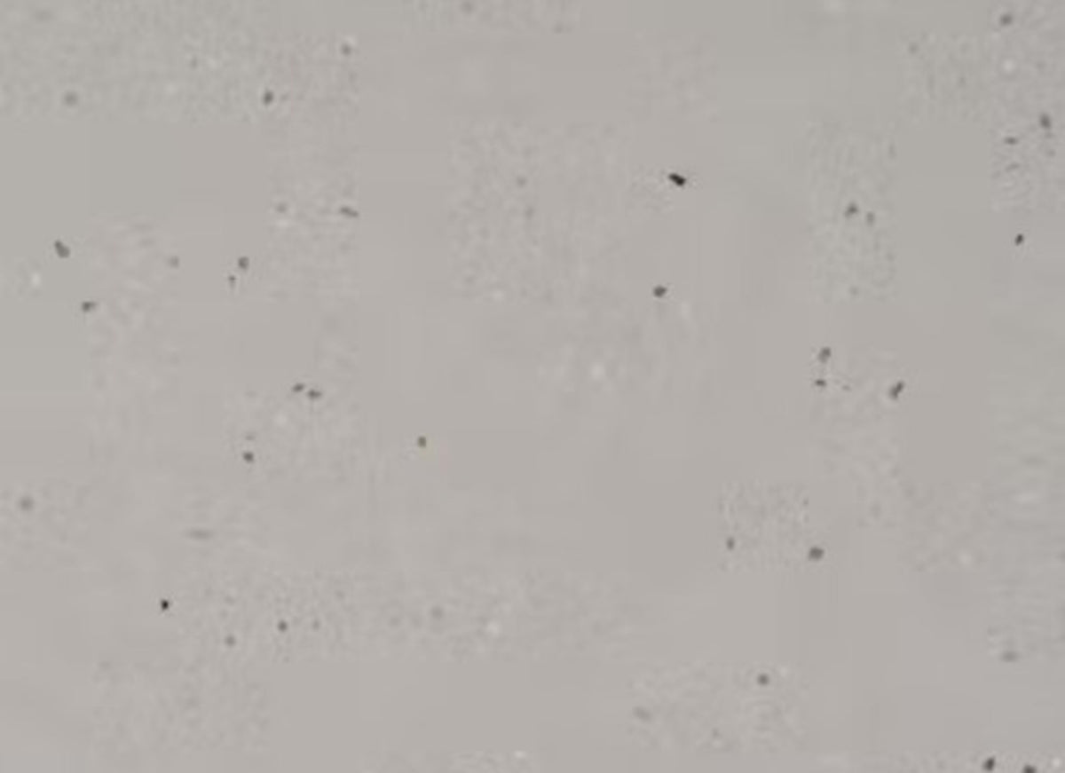Silestone - Urban Crush in Concrete Pulse