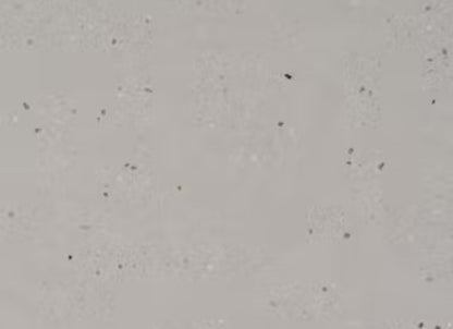 Silestone - Urban Crush in Concrete Pulse