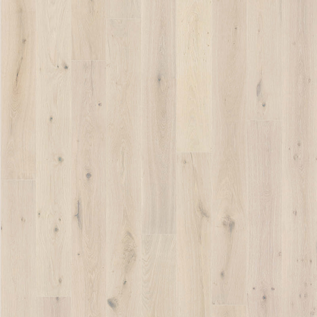 Milky Way Collection in Daphnis Hardwood