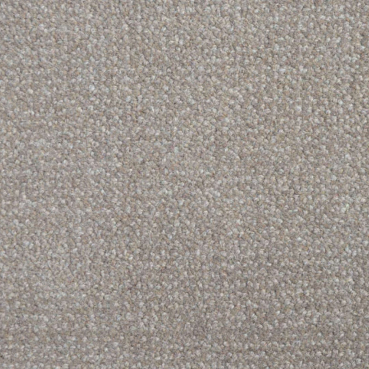Nobility (cav) in Timber Carpet
