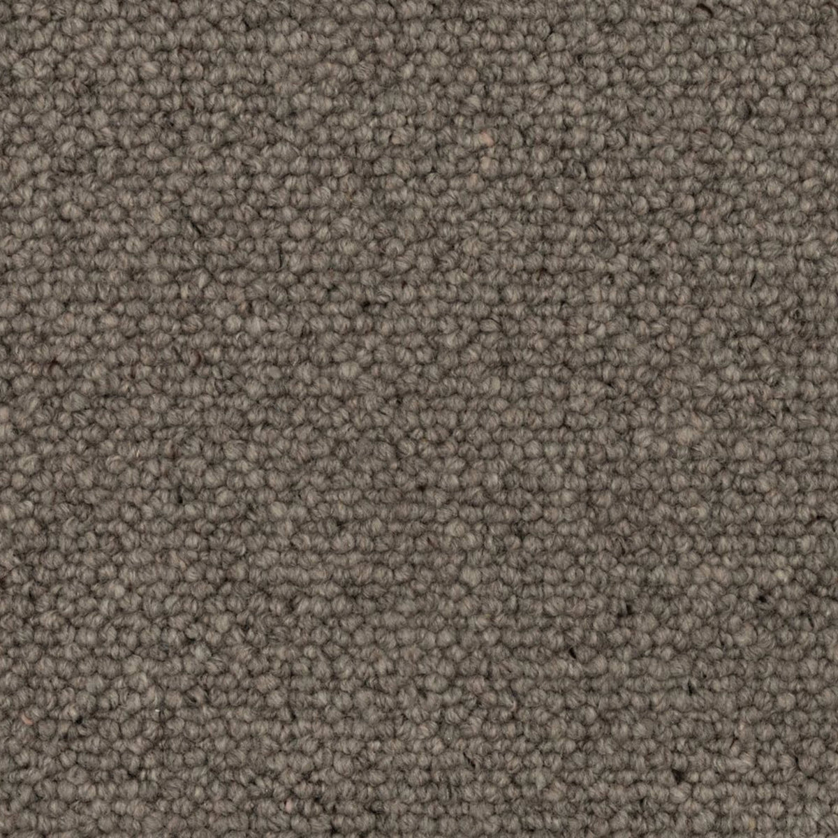 Everly in Smoke Carpet