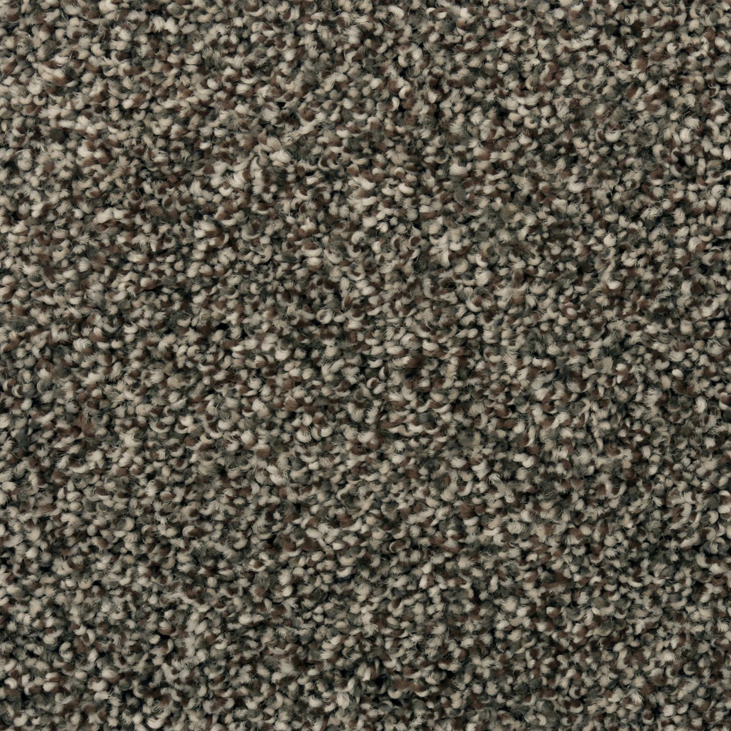 Magnetic Beauty in Universal Umber Carpet