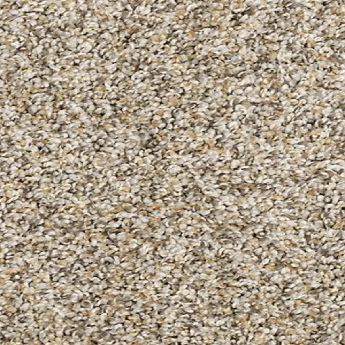 Furocious II in Soapstone Carpet