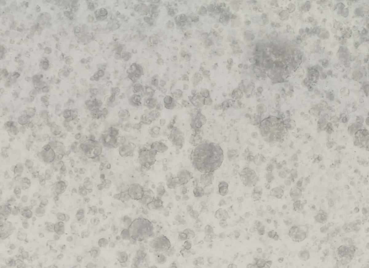 Obsidian in Antique Silver 3x12 Glossy