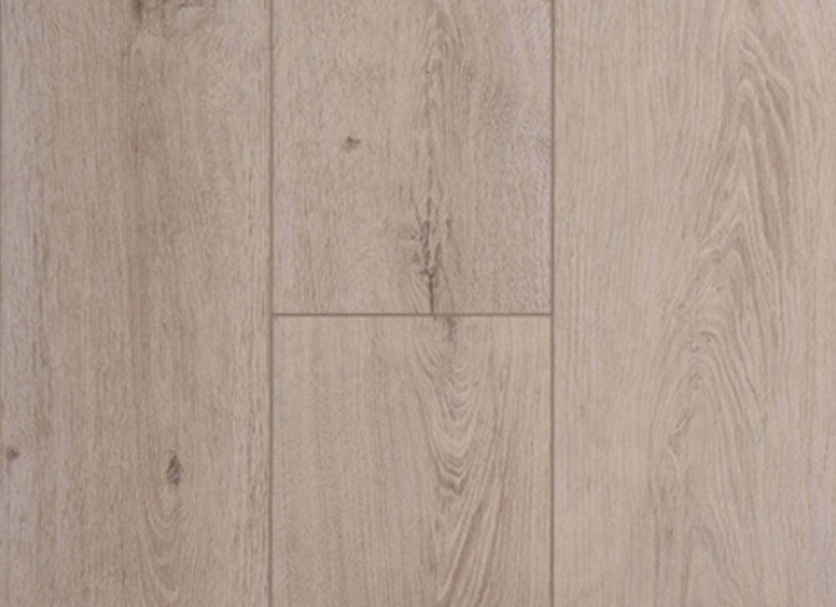 Concorde Oak in Sandy Cliff