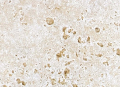 Travertine in Ivory Tumbled 3x6