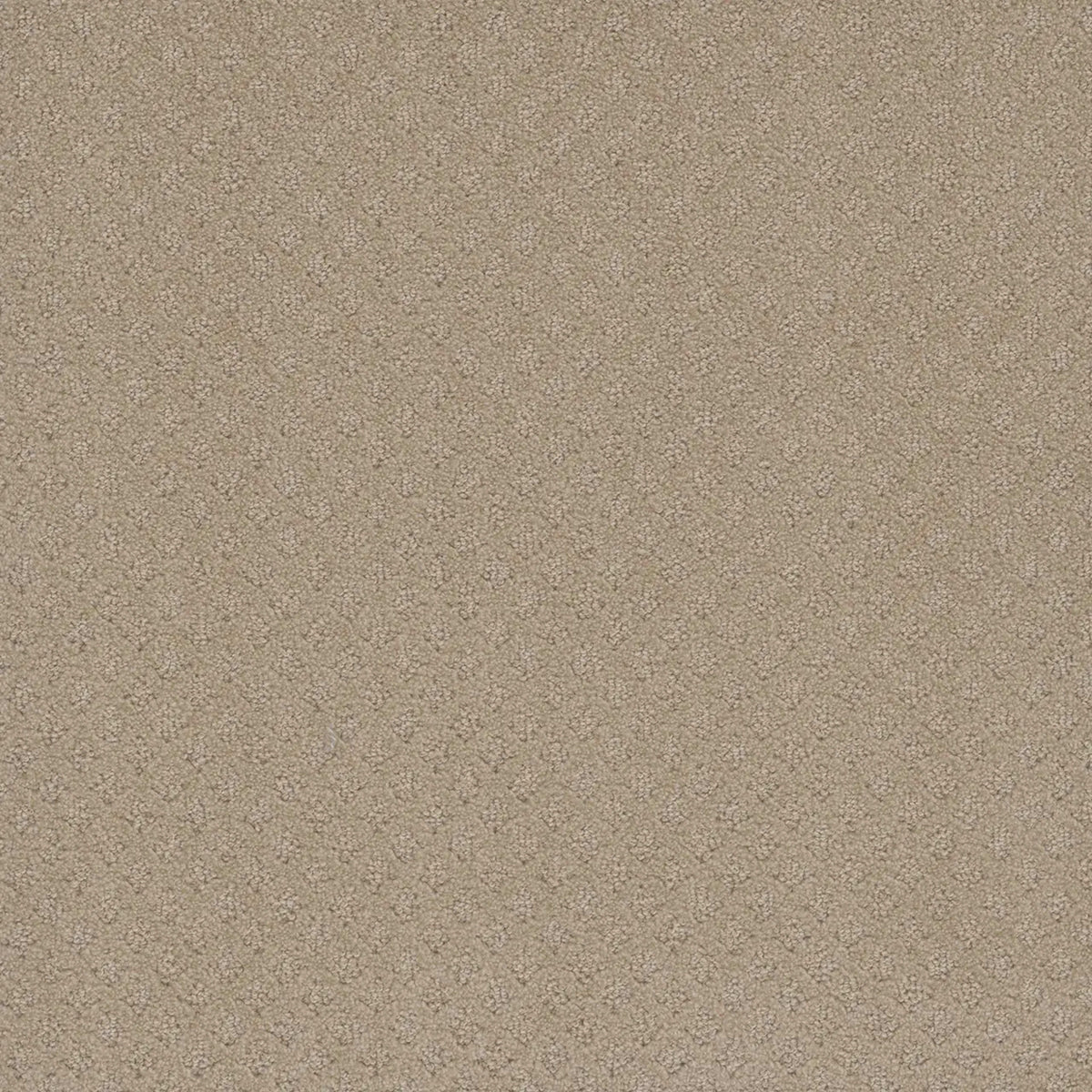 Stellar in Soft Pine Carpet