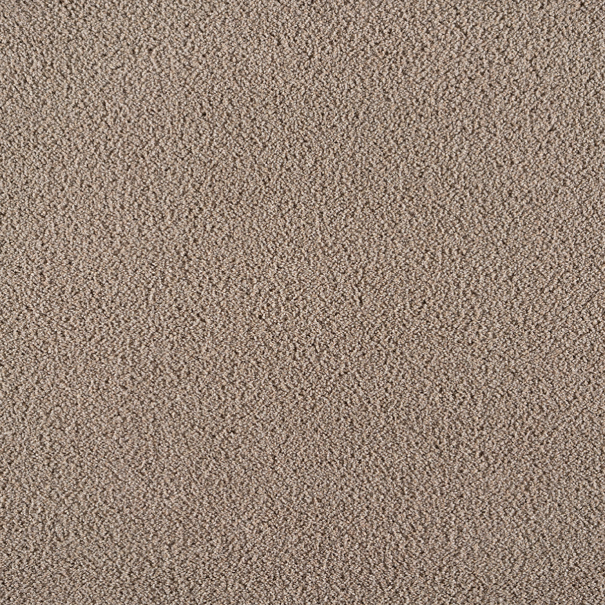 Zesty in Moleskin Carpet